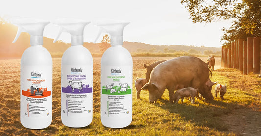 Pesta porcina africana: cauze si masuri de igiena pentru prevenire