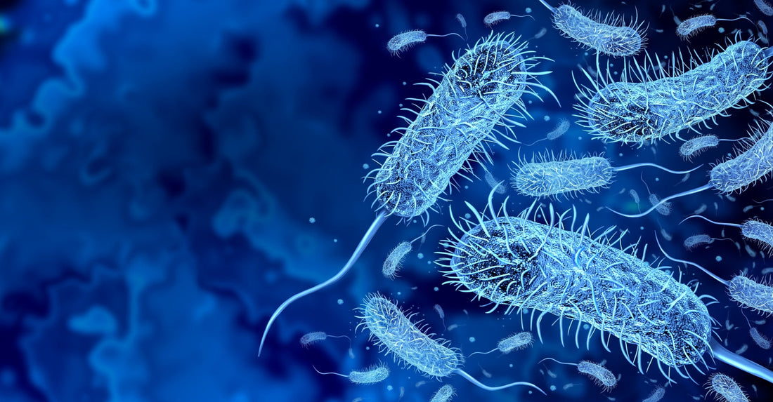 Holera: cauze, simptome, tratament si metode eficiente de prevenire