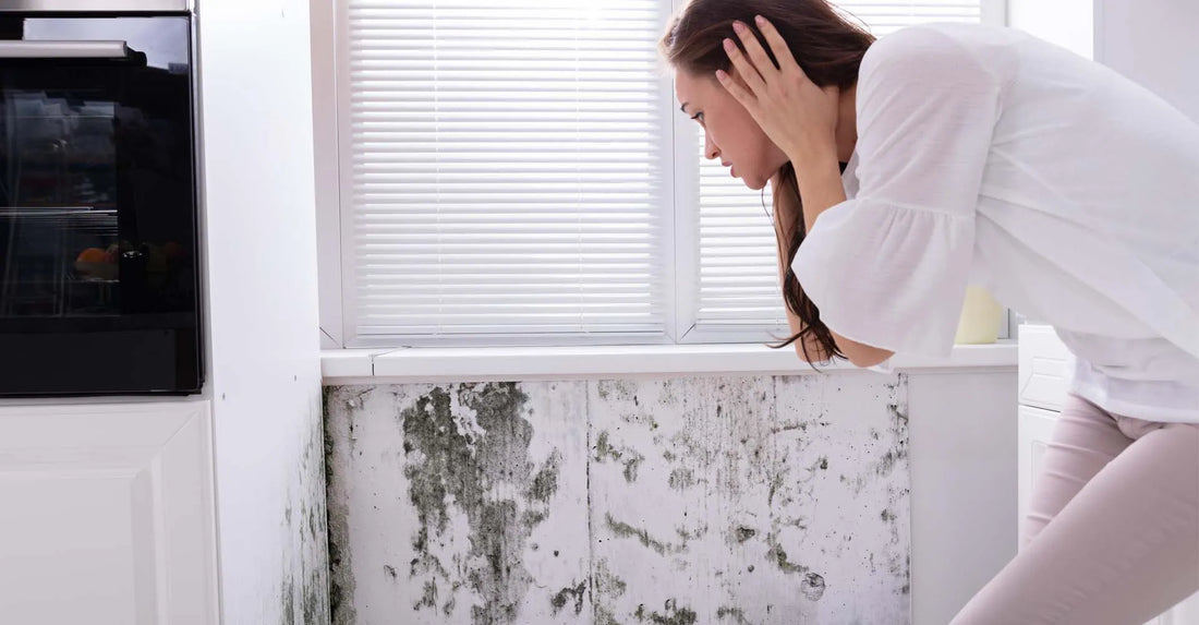 De ce apare mucegaiul si care sunt pericolele pentru sanatate?